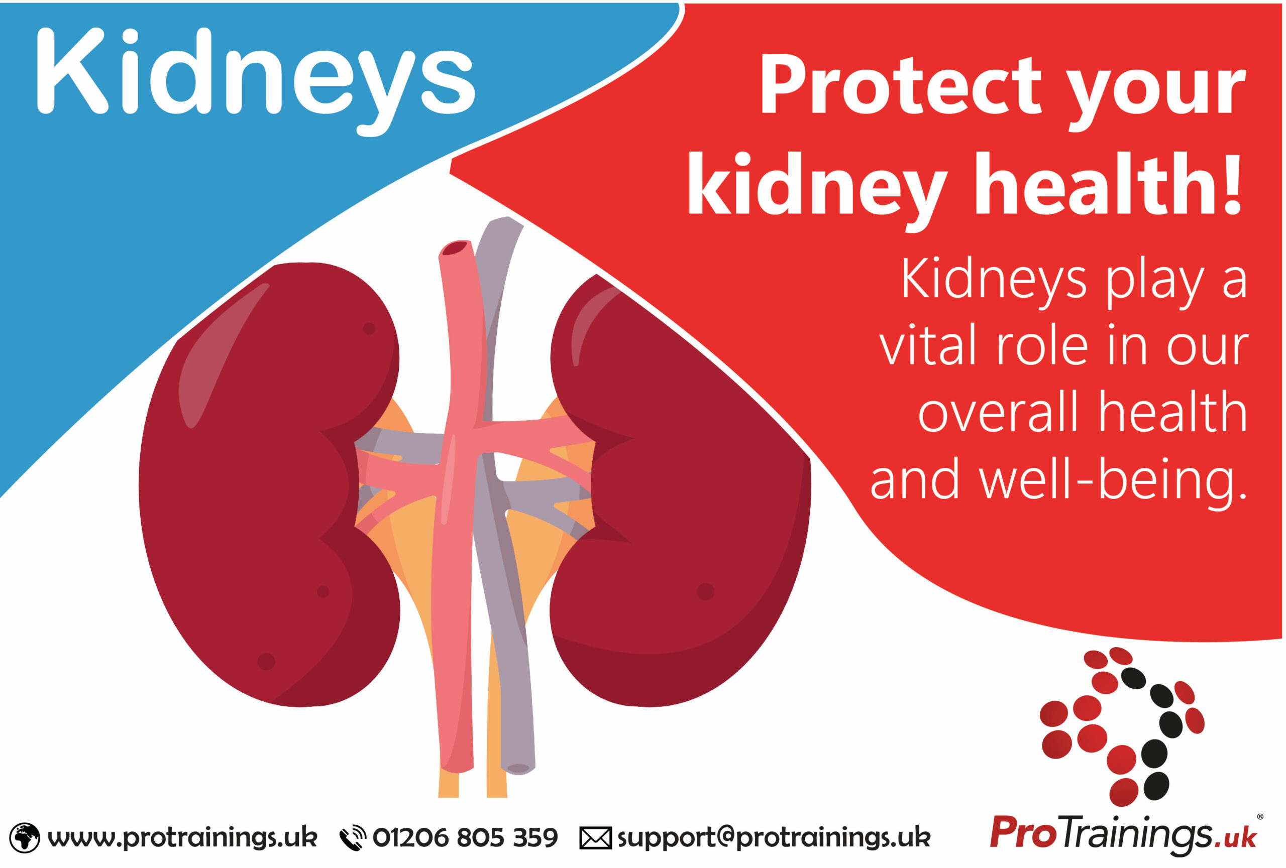 The kidneys, what are they and what do they do?